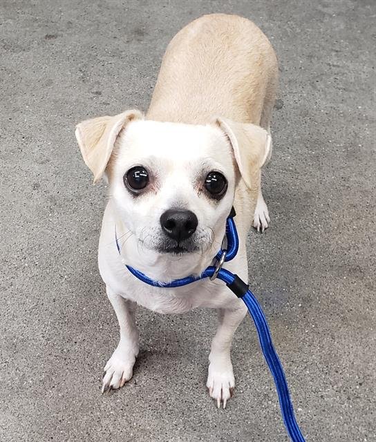 CHICA - Chihuahua available for adoption