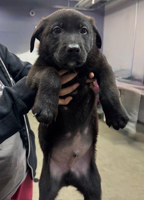 MARLON JACKSON - Labrador Retriever available for adoption