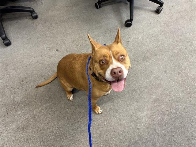 NALA - Pit Bull Terrier available for adoption