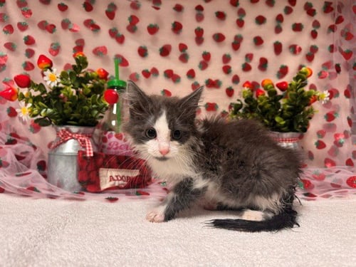APOLLO - Domestic Short Hair available for adoption