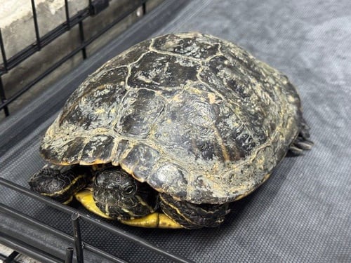RUPERT - Turtle available for adoption