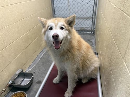 MIGHTY - Husky available for adoption