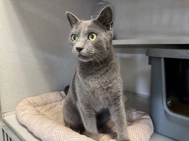 HYACINTH - Russian Blue available for adoption