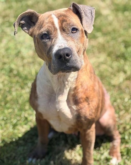 AVA - Pit Bull Terrier available for adoption