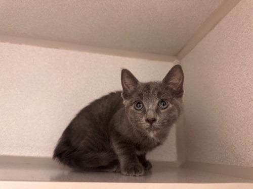 POLLY - Domestic Short Hair available for adoption