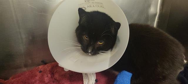 GEMINI - Domestic Short Hair available for adoption