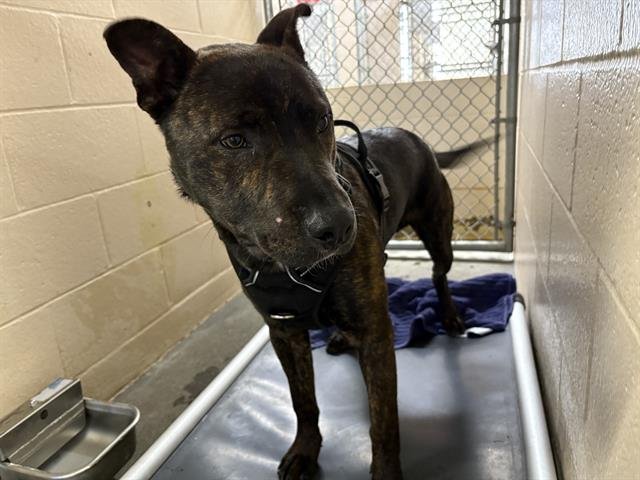 JUNIOR - Pit Bull Terrier / Dutch Shepherd available for adoption