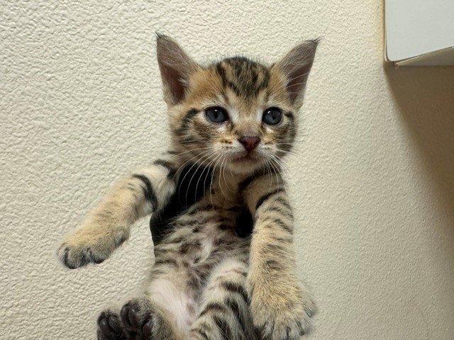 CHARLIE Image