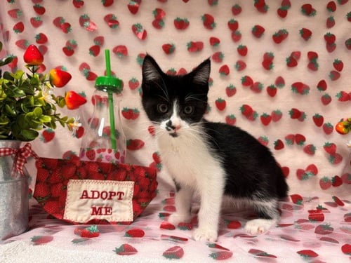SUKI - Domestic Short Hair available for adoption