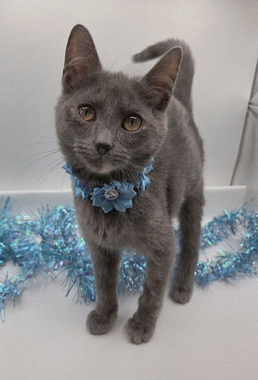 DAISEY - Domestic Short Hair / Dilute Tortoiseshell available for adoption