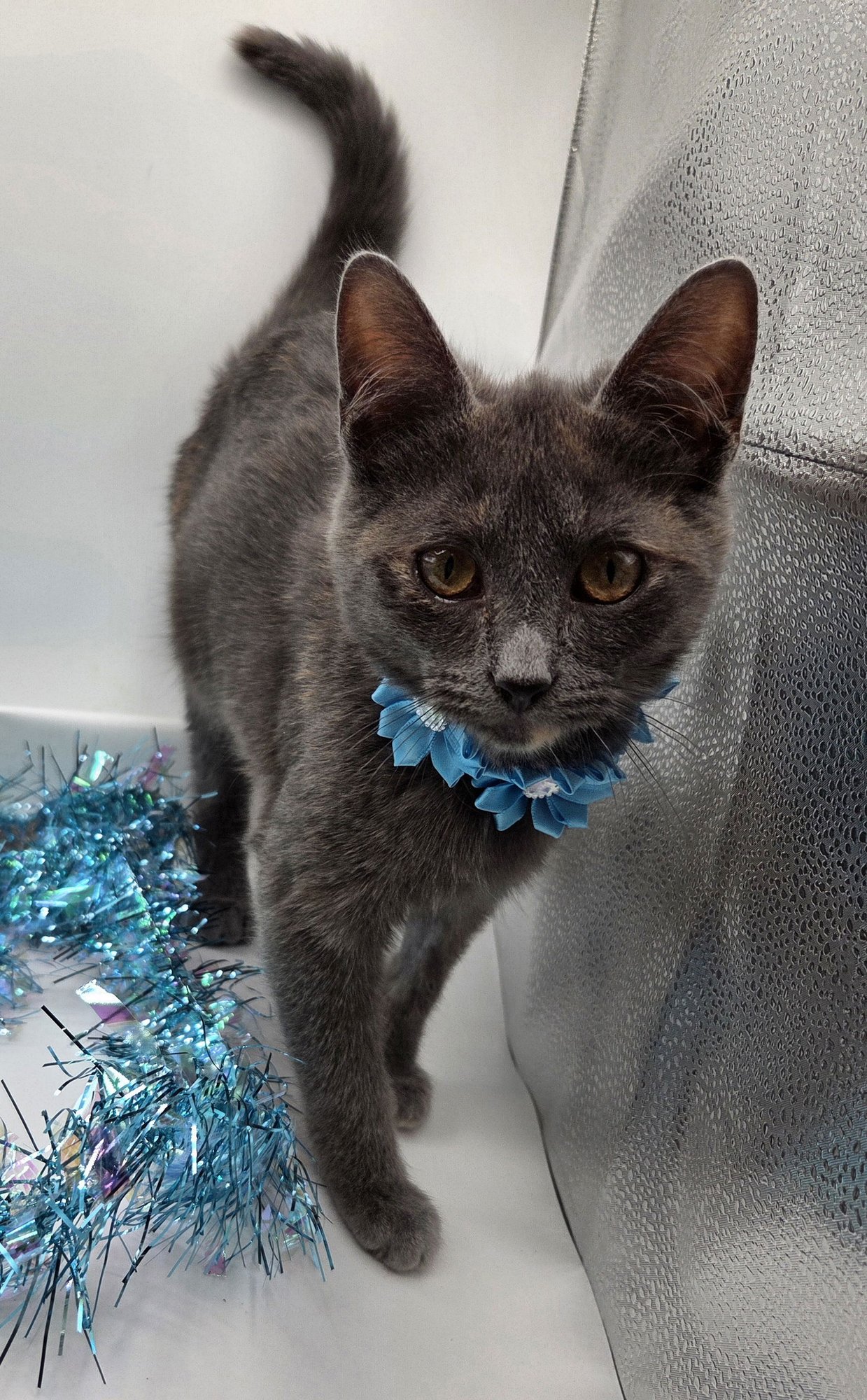 DAISEY - Domestic Short Hair / Dilute Tortoiseshell available for adoption