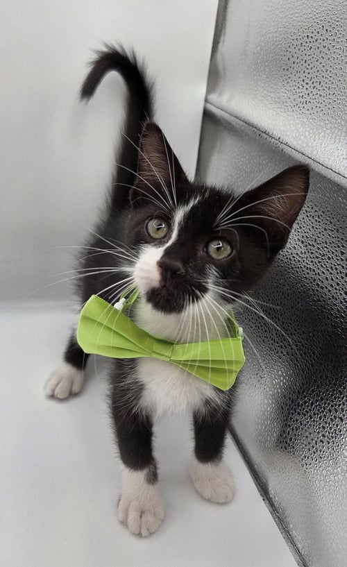 UNI - Domestic Medium Hair / Tuxedo available for adoption