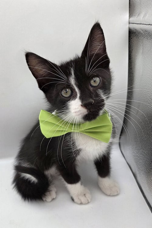 UNI - Domestic Medium Hair / Tuxedo available for adoption