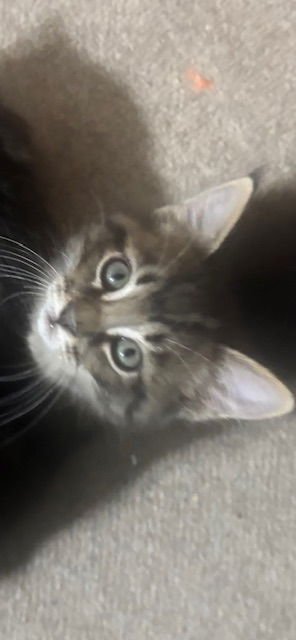 LO - Tabby / Domestic Medium Hair available for adoption