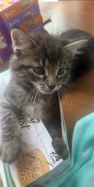 LO - Tabby / Domestic Medium Hair available for adoption