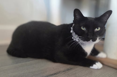 WEDNESDAY - Domestic Short Hair / Tuxedo available for adoption