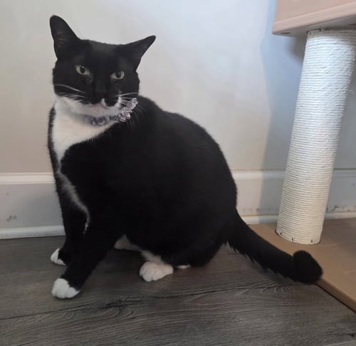 WEDNESDAY - Domestic Short Hair / Tuxedo available for adoption