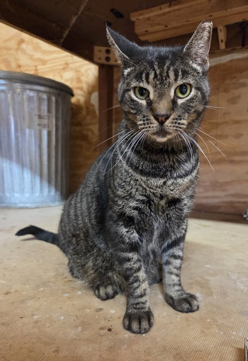 BENTLEY - Domestic Short Hair / Tabby available for adoption