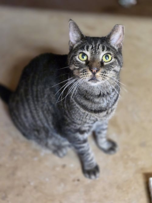 BENTLEY - Domestic Short Hair / Tabby available for adoption