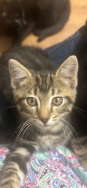 CERES - Tabby / Domestic Short Hair available for adoption