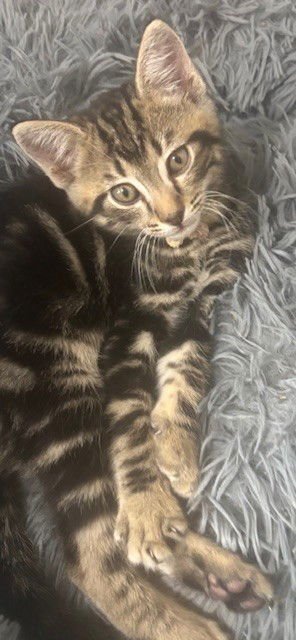 CERES - Tabby / Domestic Short Hair available for adoption