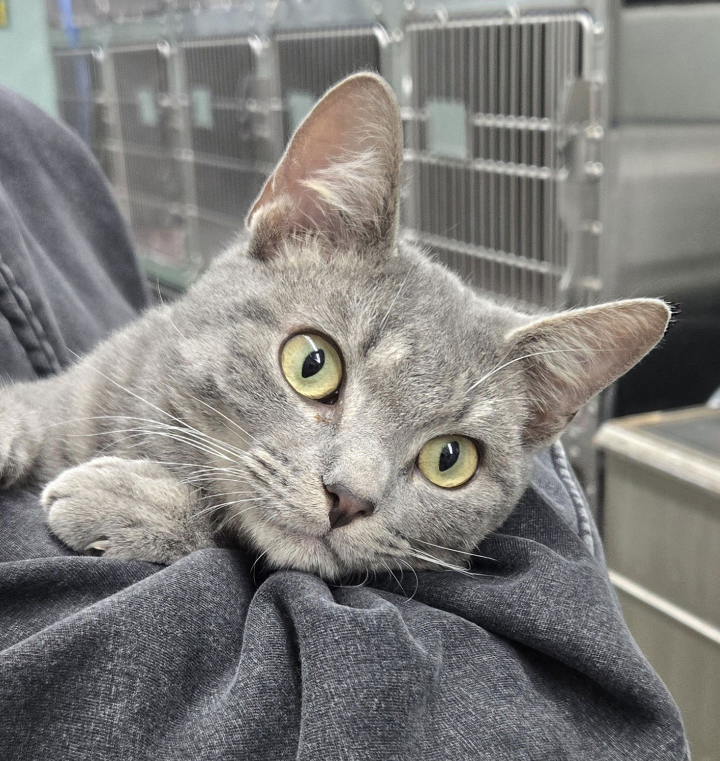 RICKY-BOB - Tabby / Domestic Short Hair available for adoption