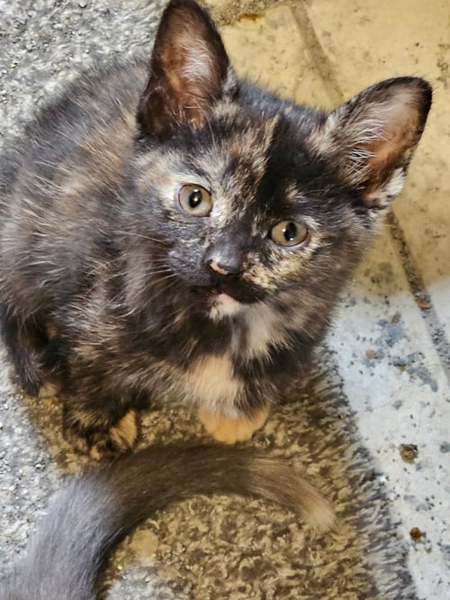 KOOKIE - Tortoiseshell / American Shorthair available for adoption