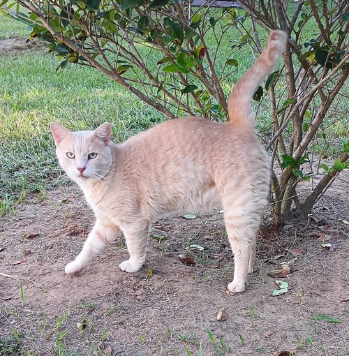 BIG HOSS - Domestic Short Hair / Tabby available for adoption