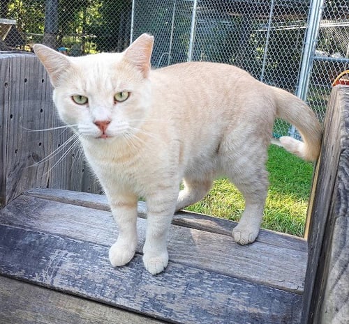 BIG HOSS - Domestic Short Hair / Tabby available for adoption