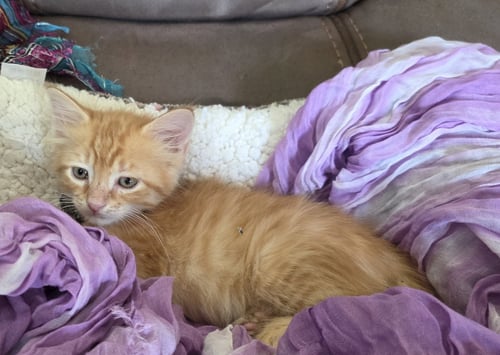 BLAIZE - Tabby / Domestic Short Hair available for adoption