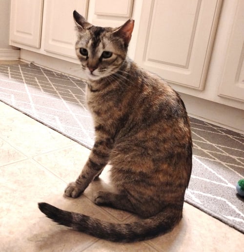 MONA - Tortoiseshell / Dilute Tortoiseshell available for adoption