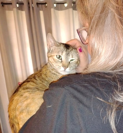 MONA - Tortoiseshell / Dilute Tortoiseshell available for adoption