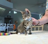 Baloo - Photo 4