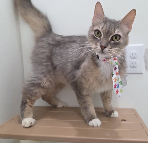 LUCKY - Domestic Long Hair / Calico available for adoption