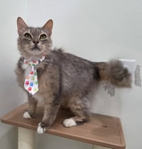 Lucky - Photo 3