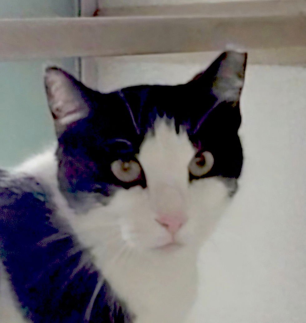 MAGGIE MAE - Domestic Short Hair available for adoption