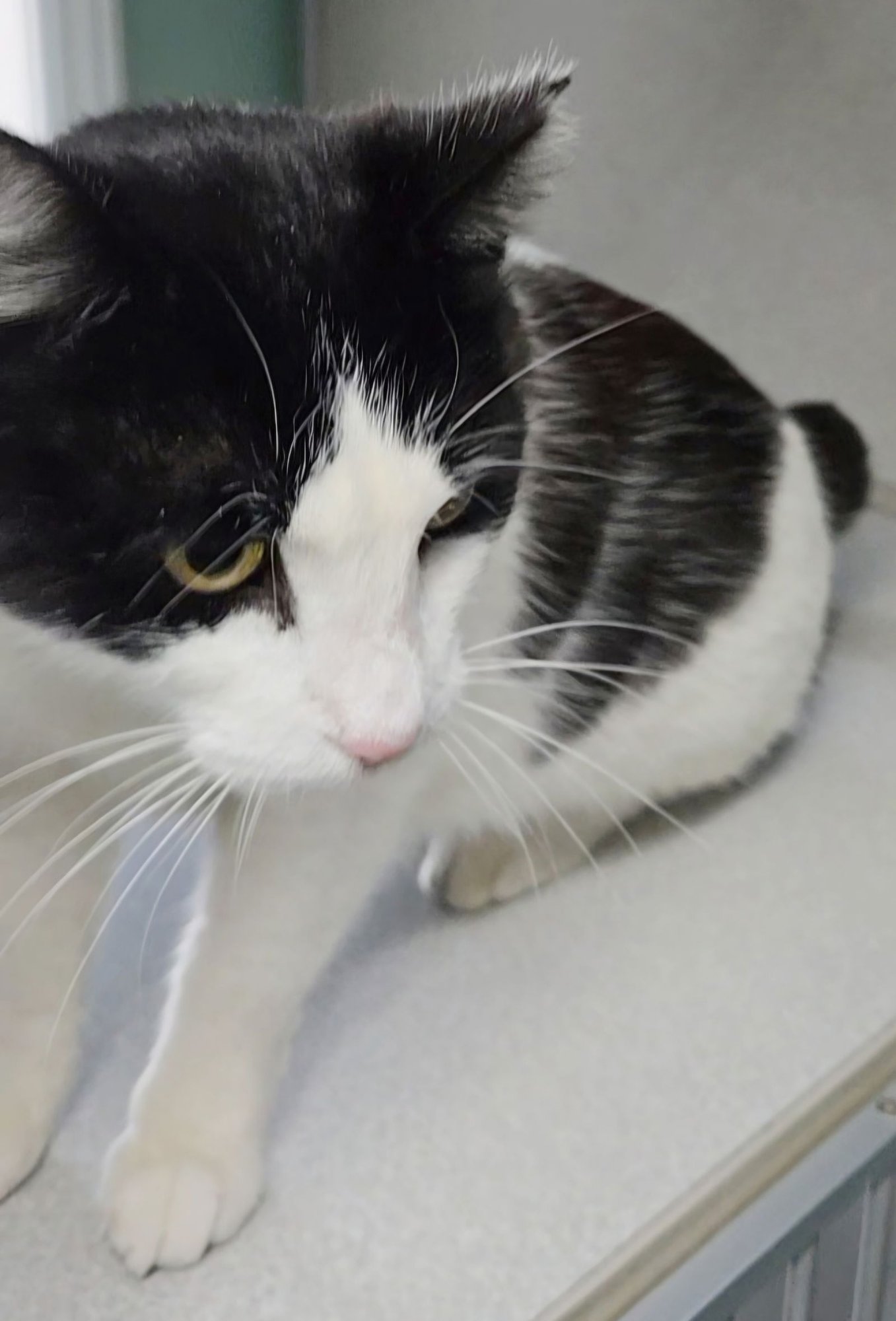 MAGGIE MAE - Domestic Short Hair available for adoption