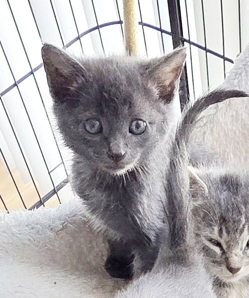 KESHA - Russian Blue / Domestic Short Hair for adoption in Mobile