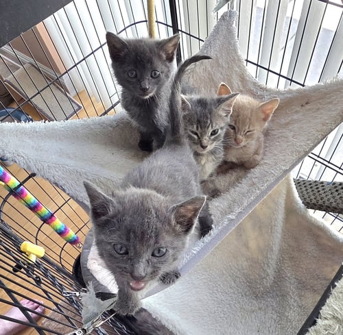 KESHA - Russian Blue / Domestic Short Hair available for adoption