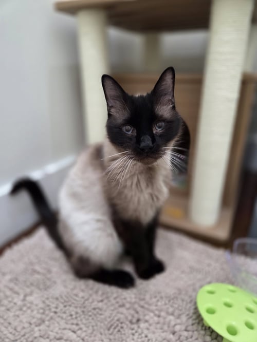 DIESEL - Siamese / Domestic Short Hair available for adoption