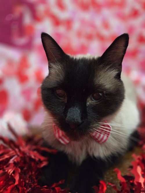 DIESEL - Siamese / Domestic Short Hair available for adoption