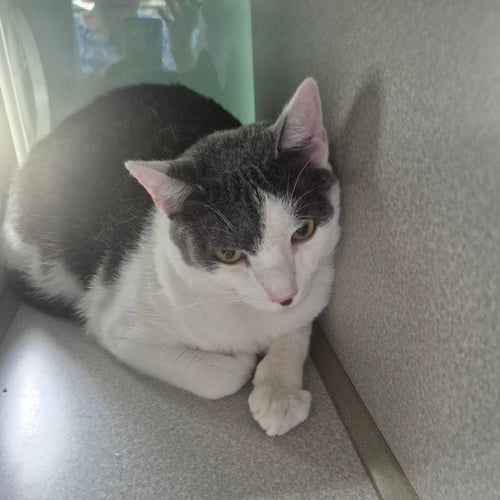 PRINCE CHARMING - Tabby / Domestic Short Hair available for adoption