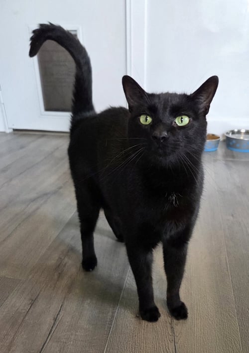 THANE - Domestic Short Hair / Bombay available for adoption