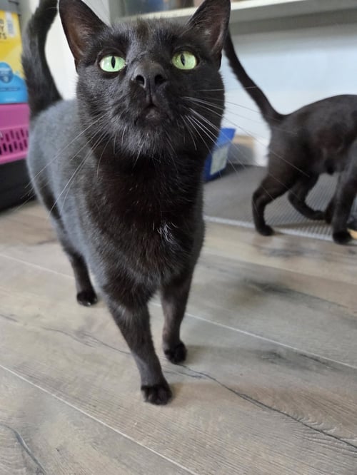 THANE - Domestic Short Hair / Bombay available for adoption