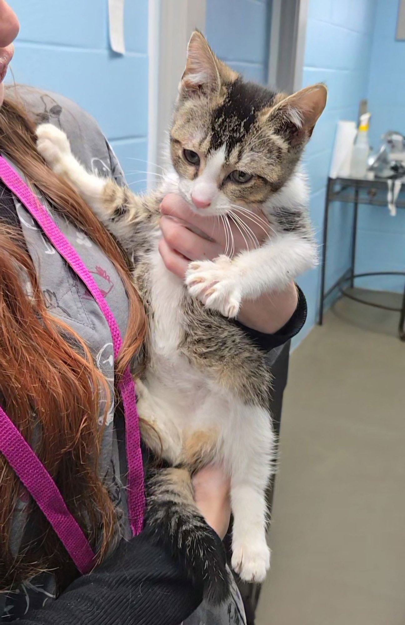 HAMPTON - Tabby / European Shorthair available for adoption