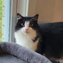 PHOEBE - Domestic Long Hair / Tuxedo available for adoption
