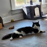Phoebe - Photo 3