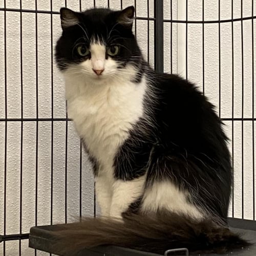 PHOEBE - Domestic Long Hair / Tuxedo available for adoption