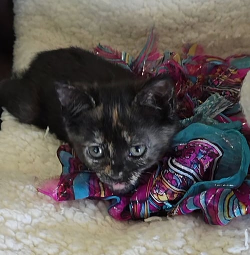 BLAIR - Tortoiseshell / Domestic Short Hair for adoption in Mobile