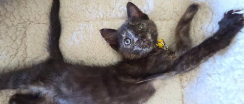 BLAIR - Tortoiseshell / Domestic Short Hair available for adoption